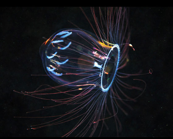 Aglantha digitale Aglantha digitale