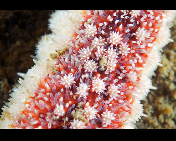 Urasterias lincki Urasterias lincki