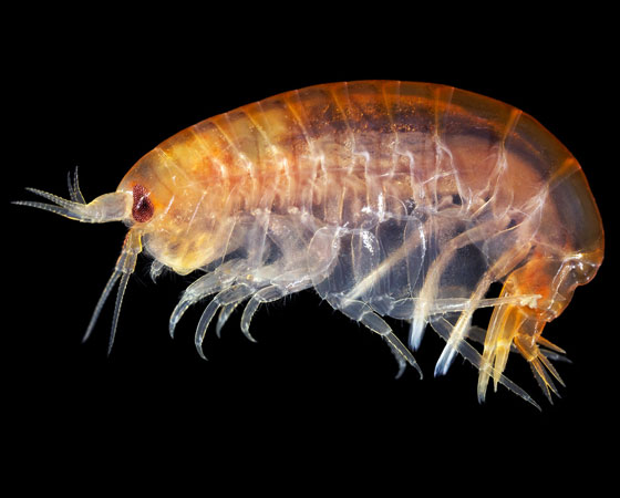 Anonyx nugax Anonyx nugax