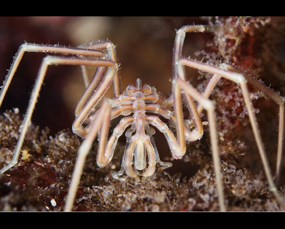 Aranha-do-mar Aranha-do-mar