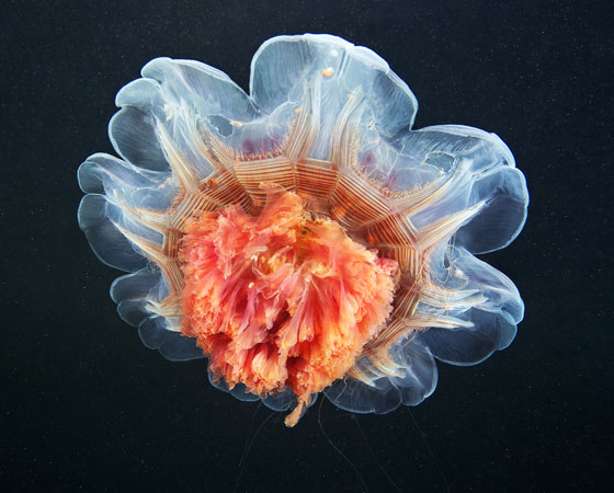 Cyanea capillata Cyanea capillata