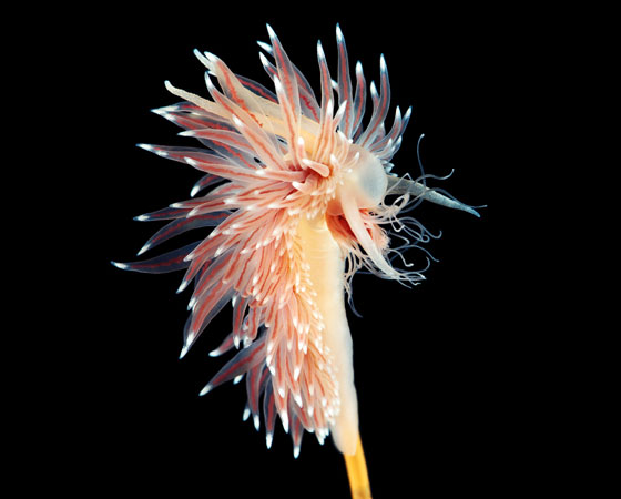 Coryphella polaris comendo uma Tubularia indivisa