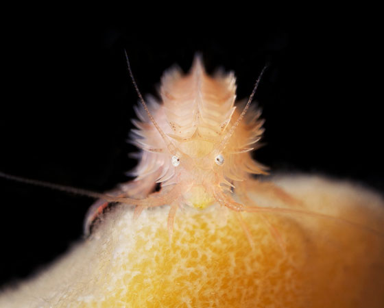 Paramphitoe cuspidata Paramphitoe cuspidata