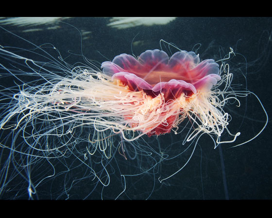 Cyanea capillata Cyanea capillata