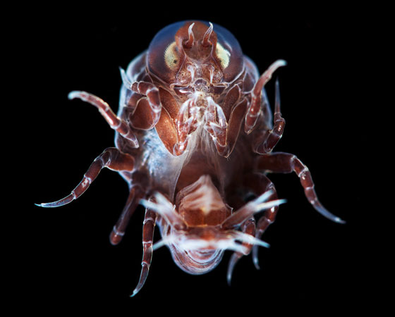 Hyperia galba Hyperia galba