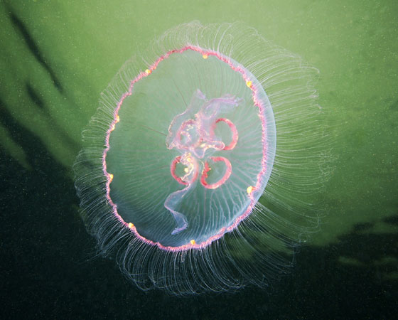 Aurelia aurita Aurelia aurita