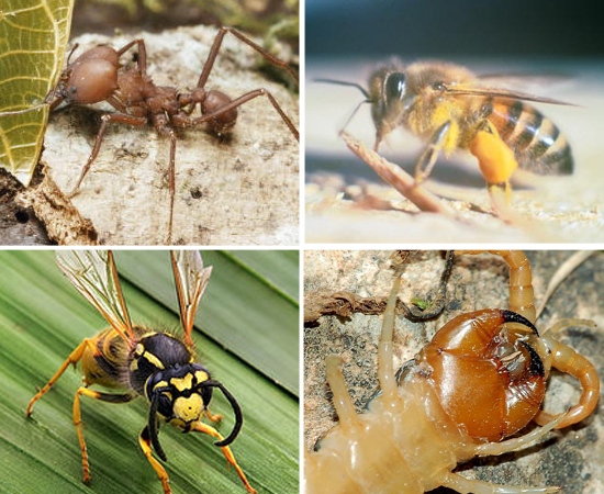 Além disso, vários outros animais peçonhentos podem ser encontrados no Brasil, como abelhas, lacraias, vespas e formigas.
