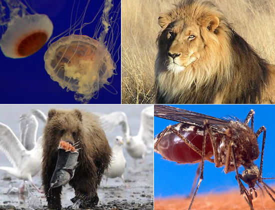 Se algum dia você se deparar com algum animal dessa lista, pode ficar com medo. Veja quais são os animais mais perigosos do mundo.