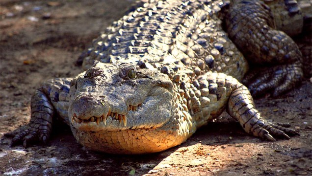Crocodilo-filipino (<em>Crocodylus mindorensis)</em>