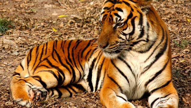 Tigre-do-sul-da-china (<em>Panthera tigris amoyensis</em>)