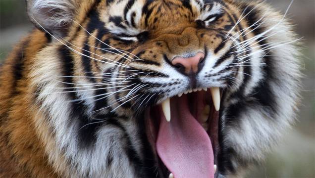 Tigre-de-sumatra (<em>Panthera tigris sumatrae</em>) Tigre-de-sumatra (<em>Panthera tigris sumatrae</em>)