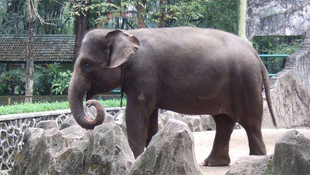 Elefante-de-sumatra (<em>Elephas maximus sumatranus</em>) Elefante-de-sumatra (<em>Elephas maximus sumatranus</em>)