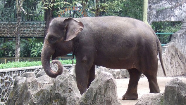 Elefante-de-sumatra (<em>Elephas maximus sumatranus</em>)