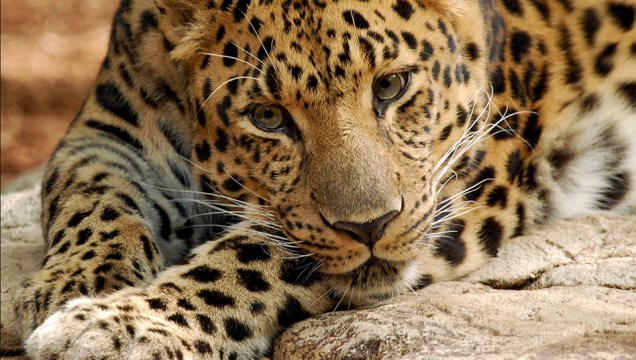 Leopardo-de-amur (<em>Panthera pardus orientalis</em>)