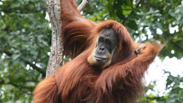 Orangotango-de-sumatra (<em>Pongo abelii</em>) Orangotango-de-sumatra (<em>Pongo abelii</em>)