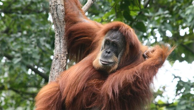 Orangotango-de-sumatra (<em>Pongo abelii</em>)