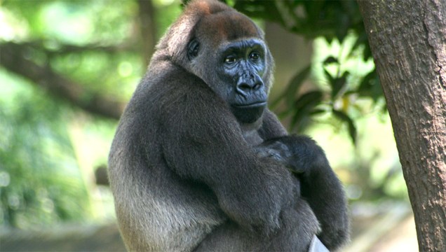 Gorila-do-ocidente (<em>Gorilla gorilla diehl</em>i)