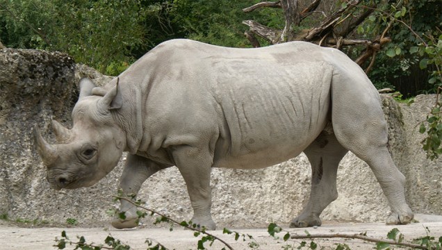 Rinoceronte-negro (<em>Diceros bicornis</em>)