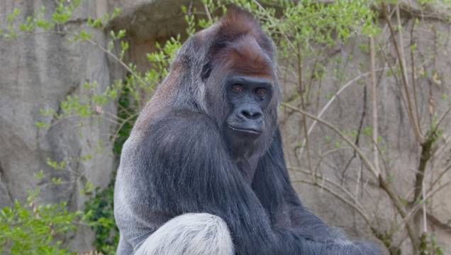 Gorila-do-ocidente (<em>Gorilla gorilla gorilla</em>) Gorila-do-ocidente (<em>Gorilla gorilla gorilla</em>)