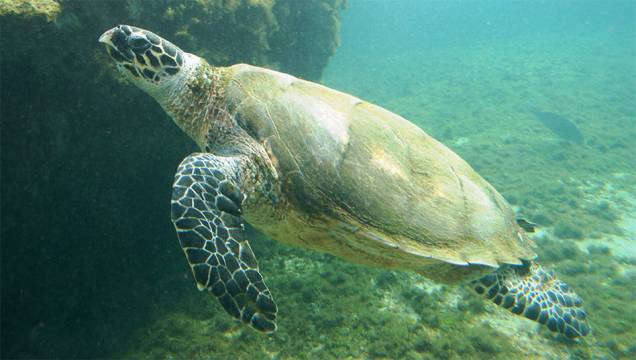 Tartaruga-de-pente (<em>Eretmochelys imbricata</em>) Tartaruga-de-pente (<em>Eretmochelys imbricata</em>)