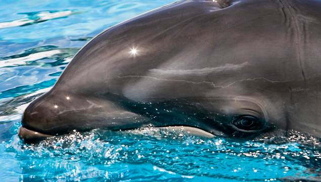 3. Wholphin 3. Wholphin