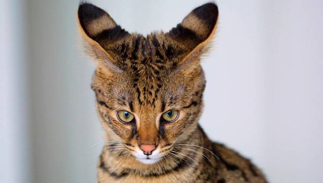 5. Gato Savannah 5. Gato Savannah