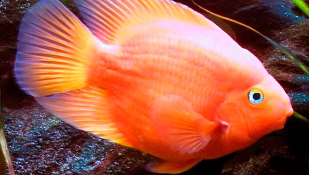 10. Peixe papagaio-vermelho 10. Peixe papagaio-vermelho