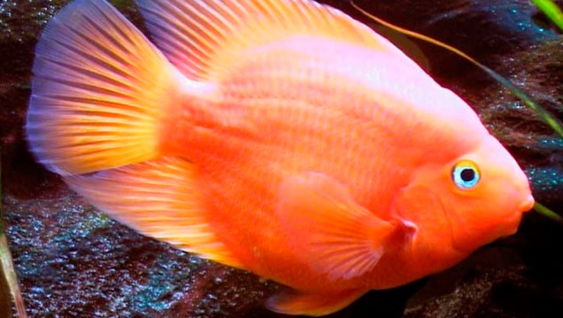 10. Peixe papagaio-vermelho