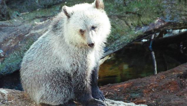 6. Urso Grolar 6. Urso Grolar