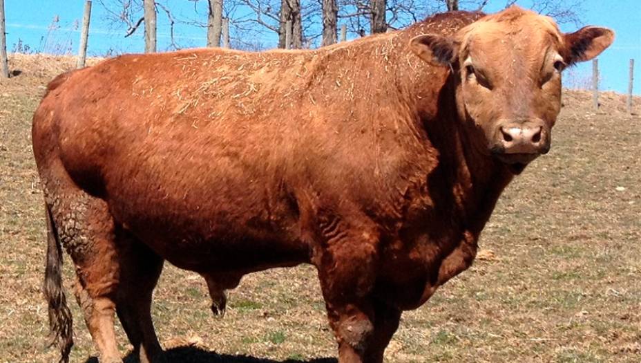 7. Beefalo