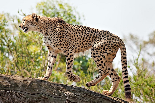 O Chita, um felino natural da África, é o animal terrestre mais rápido. Atinge até 120 km/h.
