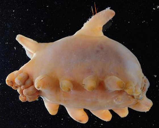 Sea Pig (<i>Holothuroid</i>) - Os animais deste gênero, que fazem parte da classe dos pepinos-do-mar, são alguns dos mais abundantes habitantes da costa da Antártica. Eles foram descobertos pela equipe internacional de pesquisa a bordo do navio BAS Royal Research Ship James Clark Ross.