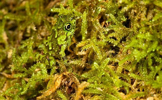 Sapos, rãs e pererecas - Diversas espécies desses animais têm a incrível capacidade de sumir em meio às plantas, pedras e folhas. Sapos, rãs e pererecas - Diversas espécies desses animais têm a incrível capacidade de sumir em meio às plantas, pedras e folhas.