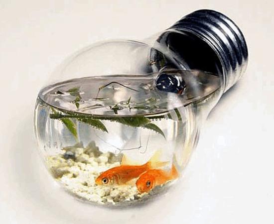 Outro exemplo de aquário feito com uma lâmpada queimada.