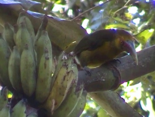 O araçari-banana pode medir até 38 centímetros. Como o nome indica, a ave vive perto de plantações de banana, palmito e matas em geral.