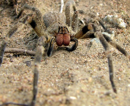 As aranhas do gênero Phoneutria são conhecidas como armadeiras aqui no Brasil. Elas medem de 3 a 4 cm de comprimento e podem ser encontradas em todo o território nacional. Quando incomodadas, picam furiosamente diversas vezes. São responsáveis por mais de 40% dos casos de picadas por aracnídeos. As aranhas do gênero Phoneutria são conhecidas como armadeiras aqui no Brasil. Elas medem de 3 a 4 cm de comprimento e podem ser encontradas em todo o território nacional. Quando incomodadas, picam furiosamente diversas vezes. São responsáveis por mais de 40% dos casos de picadas por aracnídeos.