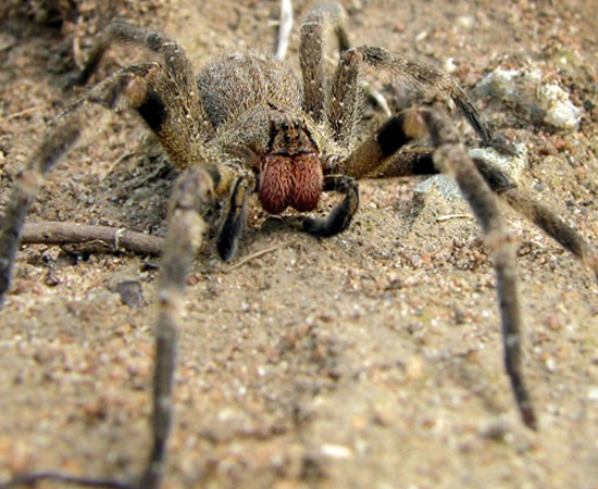 As aranhas do gênero Phoneutria são conhecidas como armadeiras aqui no Brasil. Elas medem de 3 a 4 cm de comprimento e podem ser encontradas em todo o território nacional. Quando incomodadas, picam furiosamente diversas vezes. São responsáveis por mais de 40% dos casos de picadas por aracnídeos.