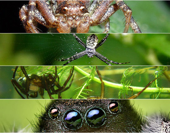 Venenosas e horripilantes, as aranhas conseguem, muitas vezes, causar pânico por onde passam. Confira a seguir 10 espécies bizarras desse aracnídeo (apenas se você não tiver aracnofobia, claro). Venenosas e horripilantes, as aranhas conseguem, muitas vezes, causar pânico por onde passam. Confira a seguir 10 espécies bizarras desse aracnídeo (apenas se você não tiver aracnofobia, claro).