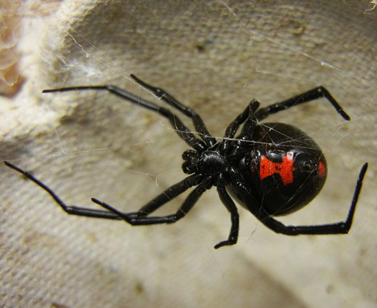 As aranhas do gênero Latrodectus são popularmente conhecidas como viúvas-negras. Têm apenas 1 cm de comprimento, mas suas picadas podem ser letais. São encontradas em todo o Brasil, principalmente nas regiões litorâneas e particularmente na Baía da Guanabara.