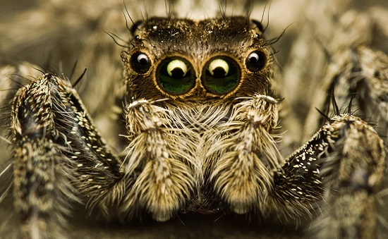 Com quatro pares de olhos, as aranhas-saltadoras usam a luz verde e uma visão de 360 graus para localizar e atacar sua presas. Com quatro pares de olhos, as aranhas-saltadoras usam a luz verde e uma visão de 360 graus para localizar e atacar sua presas.