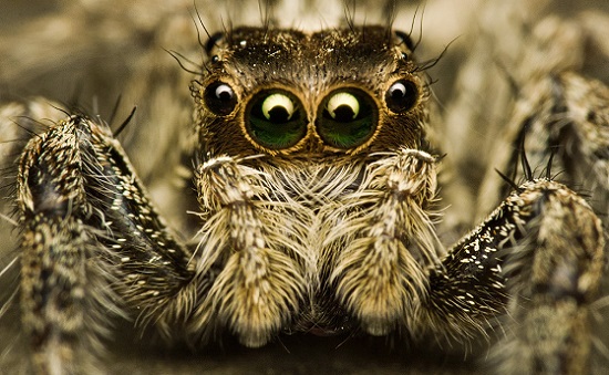 Com quatro pares de olhos, as aranhas-saltadoras usam a luz verde e uma visão de 360 graus para localizar e atacar sua presas.