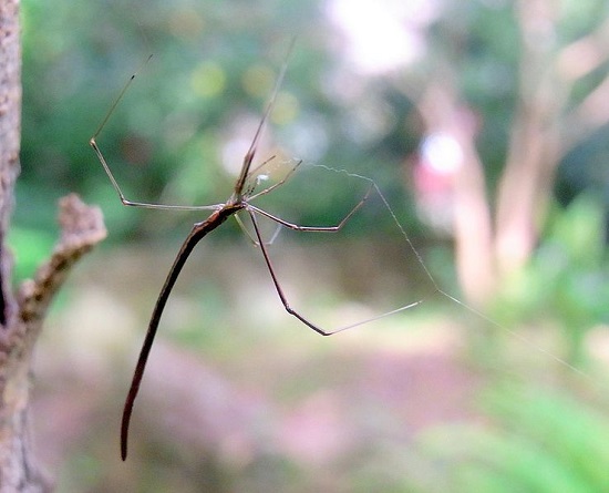 <i>Argyrodes colubrinus</i> <bR>