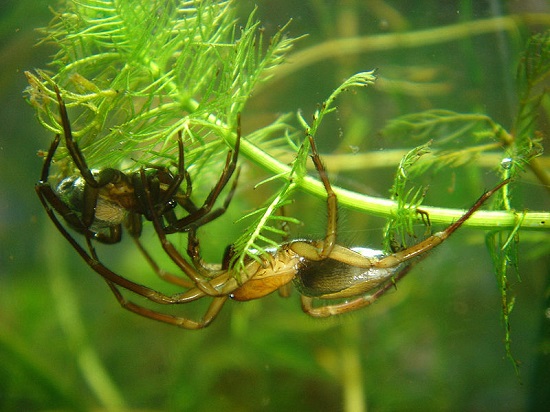 <i>Argyroneta aquatica</i> <i>Argyroneta aquatica</i>