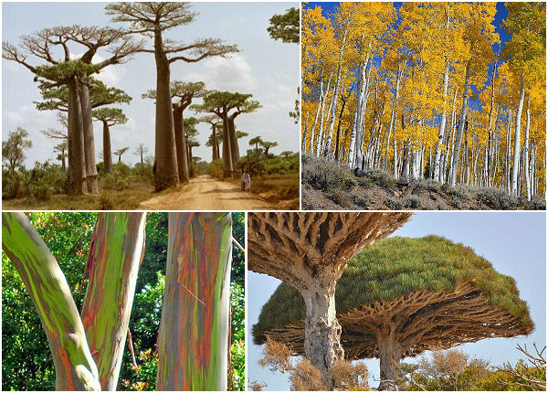 Elas podem ser enormes, ter formatos bizarros e viver milhares de anos. Conheça 10 árvores incríveis que estão espalhadas pelo mundo.