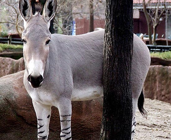 O Asno Selvagem Africano é um equino nativo do norte e nordeste da África. A subespécie está em extinção por causa da domesticação e da destruição do meio ambiente. Existem pouco mais de 500 exemplares na natureza.