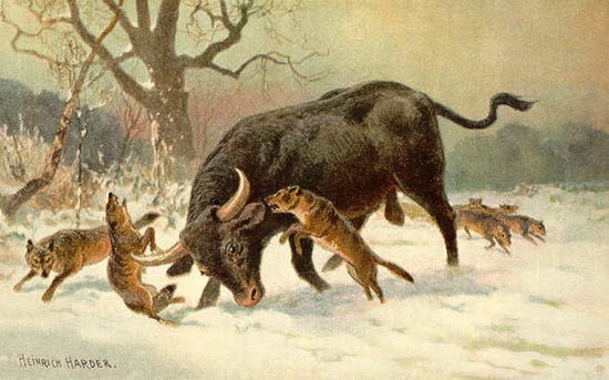 AUROQUES -A mesma técnica utilizada para reviver os tarpans foi aplicada nos auroques, touro selvagem e de comportamento indócil que foi extinto na Europa desde 1627.