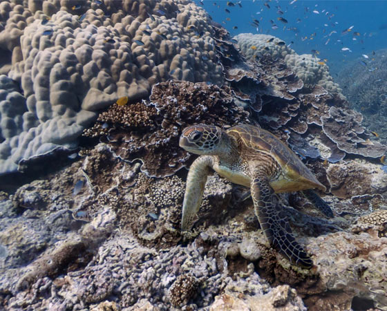 Vista do fundo do mar da Heron Island, Austrália. Clique em Leia Mais para visitar o local pelo Google Street View.