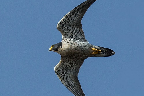 No ar, ninguém é mais rápido do que falcão-peregrino. A ave voa a até 325 km/h.