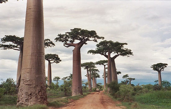 Parece coisa de desenho animado, mas é real. A Avenida dos Baobás fica em Madagascar.Os baobás têm até 30 metros de altura e alguns já passaram dos 800 anos de vida.