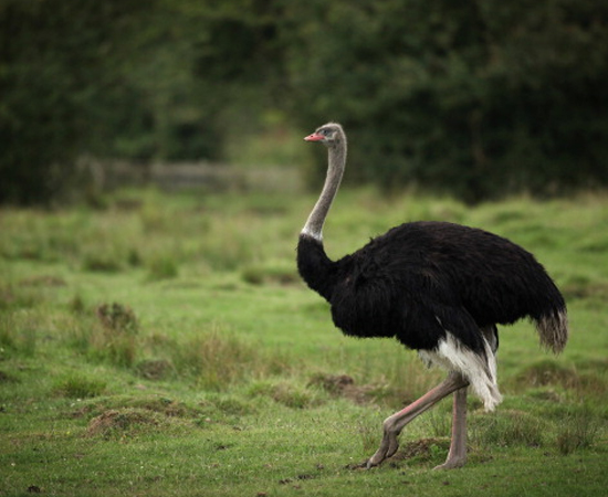 AVESTRUZ (Struthio camelus) - É a maior ave do mundo. Mede até 2,8 metros de altura.